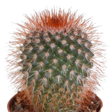 Cactus mix 5.5 cm - 10x - zonder pot