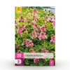 Green boutiQ - Bloembollen - Corydalis Beth Evans - Kleur Wit en Paars - 20 stuks - Bolmaat 6/7 - XXL Pack