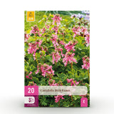 Green boutiQ - Bloembollen - Corydalis Beth Evans - Kleur Wit en Paars - 20 stuks - Bolmaat 6/7 - XXL Pack
