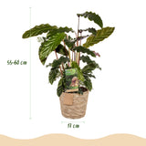 Green BoutiQ - Green is... Kamerplanten - Calathea Rufibarba - Pauwen plant - Weinig onderhoud - met mand - Groen - 2 Planten - Pot 17cm - Hoogte 55-60cm