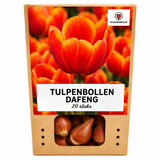 Tulp Dafeng — oranje