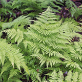 60x Dryopteris filix-mas - ↕10-25cm - Ø9cm
