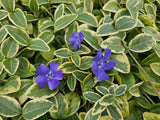 48x Vinca minor 'Aureovariegata' - ↕10-25cm - Ø9cm
