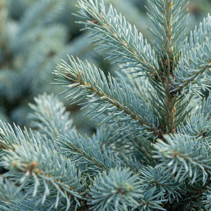 Set van 2 – Pot Ø23 cm · 60 cm hoog · Blauwe spar kerstboom (foto 4)