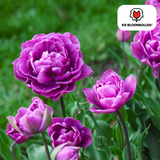 Tulpenbollen Double Flag — paarse dubbelbloemige tulp, 20 stuks (maat 11/12)