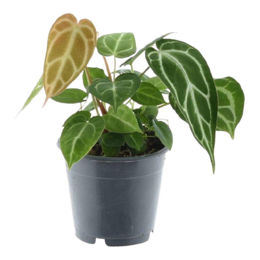 Anthurium Chrystallium – 35 cm hoog