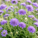 Green boutiQ - Vasteplant - Scabiosa col. Butterfly Blue - Duifkruid - Bijen en Vlinderlokkers - Paars - 24 Planten - Pot 11cm - Hoogte 15-25cm