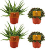 2x Aloe Spider + 2x Callisia Turtle - 4 stuks - Ø10.5cm - ↕10cm