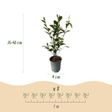 Green boutiQ - 8x Ligustrum ovalifolium - Gewone Liguster - Haagplanten - Groenblijvend - Groen - Pot 9cm - Hoogte 35-45cm