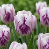 30x Tulipa Flaming Flag - Tulp Vlammende Vlag - Wit en Paars - Voorjaarsbloeier - Bolmaat 11/12