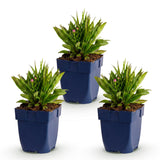 Green boutiQ - Vasteplant - Aster Wood's Pink - Pluimspirea - Bijen en Vlinderlokkers - Roze - 3 Planten - Pot 11cm - Hoogte 15-25cm