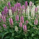 Green boutiQ - Vasteplant - Stachys Duo - Betonie - Bijen- en vlinderlokkers - Roze - Paars - Wit - 24 Planten - Pot 11cm - Hoogte 15-25cm