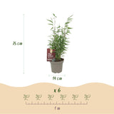 Green boutiQ - Bamboe - Fargesia Red Dragon - Groen - 2 Planten - Bladhoudend - Niet Woekerend- Pot 14cm Hoogte 35cm