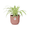 Chlorophytum Comosum Variegatum in ELHO Vibes Fold 14cm roze