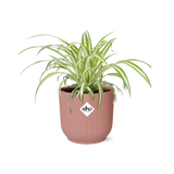 Chlorophytum Comosum Variegatum in ELHO Vibes Fold 14cm roze