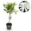 Green boutiQ - Plant op Stam - Magnolia stellata -Terras Plant - Bladverliezend - Winterhard - Witte Bloem - Pot 19cm Hoogte 90cm