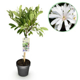 Green boutiQ - Plant op Stam - Magnolia stellata -Terras Plant - Bladverliezend - Winterhard - Witte Bloem - Pot 19cm Hoogte 90cm