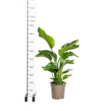 Strelitzia Nicolai Ø21cm - ↕90 - 110cm
