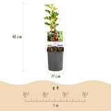Green boutiQ - Fruitplant - Kruisbes - Ribes uva-crispaHinnomäki Röd - Rode Bes - 2 planten -Pot 11cm Hoogte 40cm