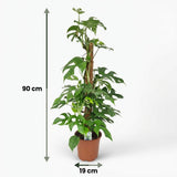Green boutiQ - Kamerplant - Mini Gatenplant - Monstera Minima Mosstok - Groen - Weinig onderhoud - 1 Plant - Pot 19cm - Hoogte 90cm