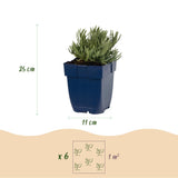 Green boutiQ - Vasteplant - Lavandula ang. Munstead - Lavendel - Geurend - Paars - 12 Planten - Pot 11cm - Hoogte 15-25cm