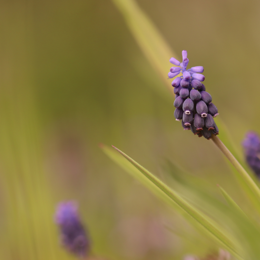 Liriope muscari 'Moneymaker' – 48 planten · pot Ø9 cm · 10-25 cm hoog (foto 11)