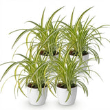 Green boutiQ - Kamerplant - Chlorophytum comosum Variegatum - Bonte Graslelie - Huisdiervriendelijke Plant - Groen - 4 Planten - met Potter Wit - Pot 12cm - Hoogte 20cm