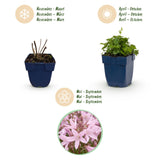Green boutiQ - Vasteplant - Campanula posch. Lisduggan Variety - Perzikbladklokje - Bodembedekkend - Wit - 1 Plant - Pot 11cm - Hoogte 15-25cm