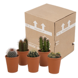 Cactus mix 5.5 cm - 5x - in terracotta pot