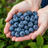 Green boutiQ - Fruitplanten - Blauwe Bes - Vaccinium corymbossum Goldtraube - Winterhard - 6 Planten - Pot 9 cm - Blauwe Bes