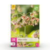 Green boutiQ - Bloembollen - Allium Siculum - Kleur Roze - 30 stuks - Bolmaat 8/10 - XXL Pack