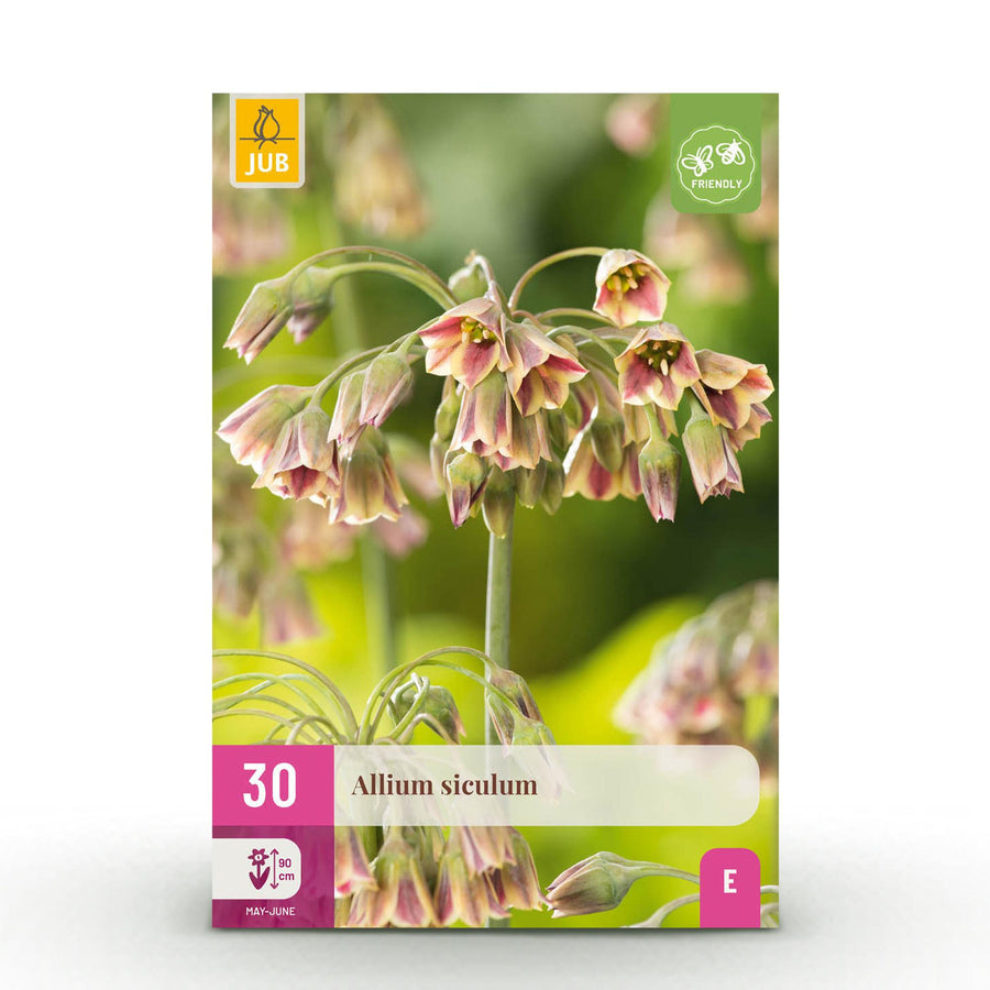 Alliumbollen Siculum — roze, 30 stuks (bolmaat 8/10)