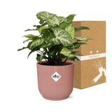 Syngonium Arrow in ELHO Vibes Fold 14cm roze