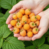 Green boutiQ - Fruitplanten - Framboos - Rubus idaeus Fallgold - Winterhard - 3 Planten - Pot 9 cm - Gele Framboos