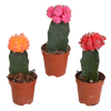 Euphorbia meloformis variegata - Gymnocalycium mix - 5,5cm - 3x