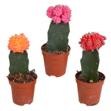 Euphorbia meloformis variegata - Gymnocalycium mix - 5,5cm - 3x