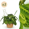 Green boutiQ - Kamerplant - Maranta Fascinator Lemon Lime - Gebedsplant - Huisdiervriendelijke Plant - Groen - 2 Planten - met Mand - Pot 12cm - Hoogte 25cm