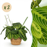 Green boutiQ - Kamerplant - Maranta Fascinator Lemon Lime - Gebedsplant - Huisdiervriendelijke Plant - Groen - 2 Planten - met Mand - Pot 12cm - Hoogte 25cm