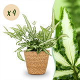 Green boutiQ - Kamerplant - Pteris cretica Albolineata - Lintvaren - Huisdiervriendelijke Plant - Groen - 4 Planten - met Mand - Pot 12cm - Hoogte 20cm