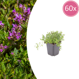 60x thymus serpyllum - ↕10-25cm - Ø9cm