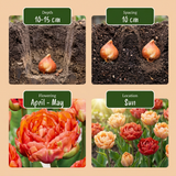 96x Tulipa Gudoshnik Double - Gevuldbloemige tulp Gudoshnik - Diversen - Voorjaarsbloeier - Bolmaat 11/12