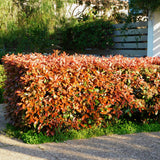 Green boutiQ - Haagplanten - Photinia fraseri Red Robin - groen rood- 6 planten - 1 strekkende meter - groenblijvend - pot 17cm hoogte 50cm