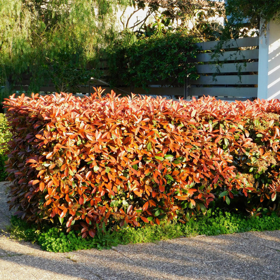 Photinia fraseri Red Robin — Glansmispelhaag, 6 planten (1 strekkende meter), 50 cm