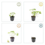 48x Geranium 'Tiny Monster' - ↕10-25cm - Ø9cm