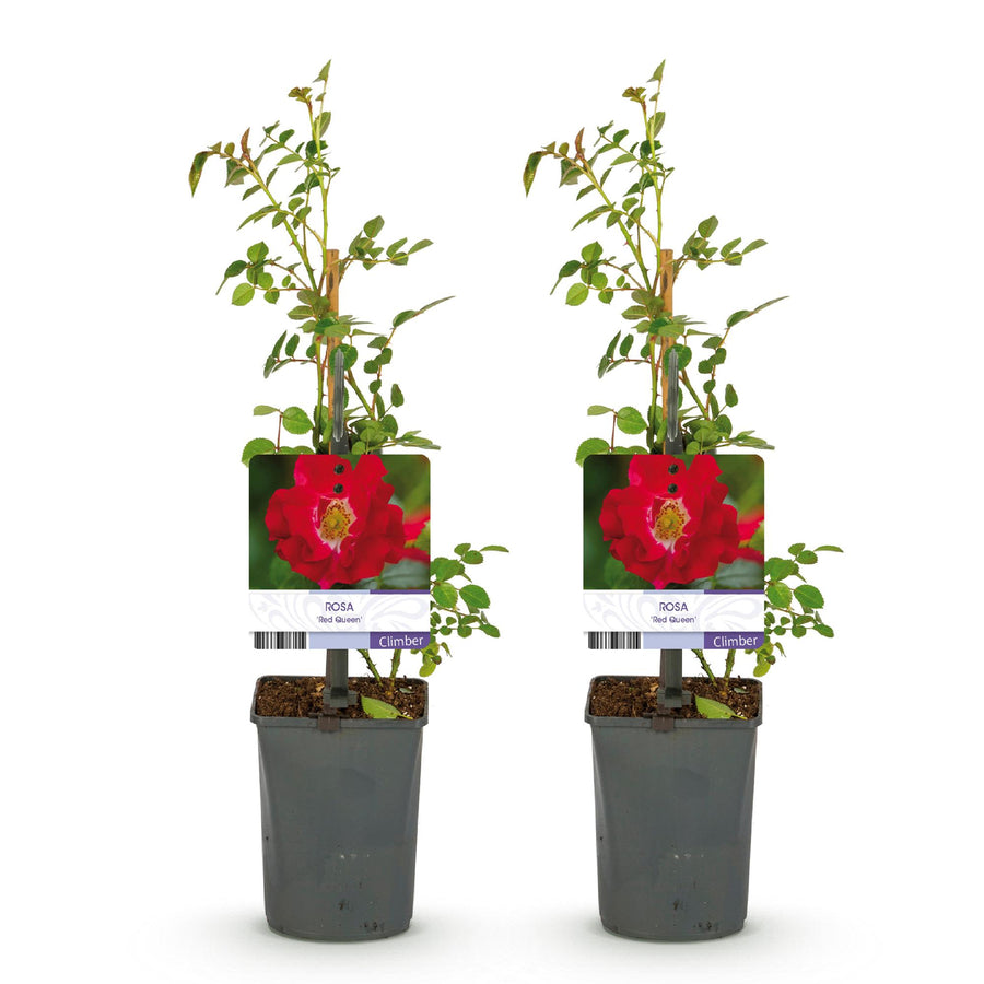 Rosa Red Queen – 2 planten · 40 cm hoog (foto 2)