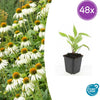48x Echinacea p. 'White Swan' - ↕10-25cm - Ø9cm