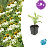 48x Echinacea p. 'White Swan' - ↕10-25cm - Ø9cm