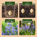 160x Hyacinthoides non Scripta - Wilde hyacint - Blauw - Verwilderingsbol - Bolmaat 7/8