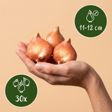 30x Tulipa Triumph White - Triomftulp - Wit - Voorjaarsbloeier - Bolmaat 11/12