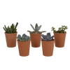 Vetplanten mix 5.5 cm - 5x - in terracotta pot